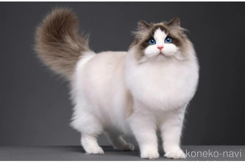販売中のラグドールの親猫